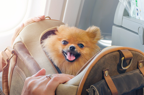 dog travel international flight