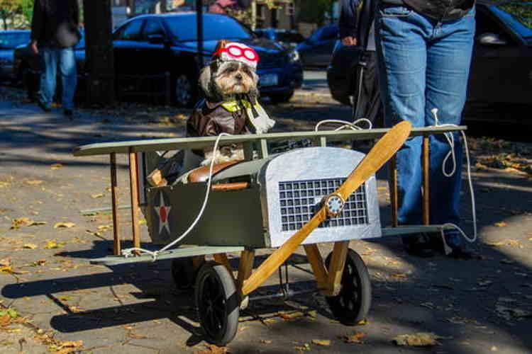 Flying With Dogs In Cabin Travel With Your Shih Tzu