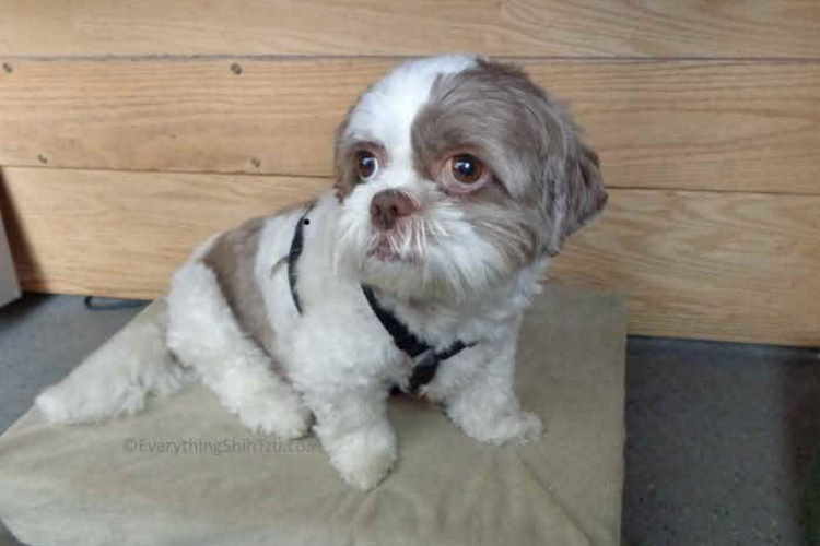 Shih Tzu Hairstyles – What You Need To Know – Shih Tzu Times