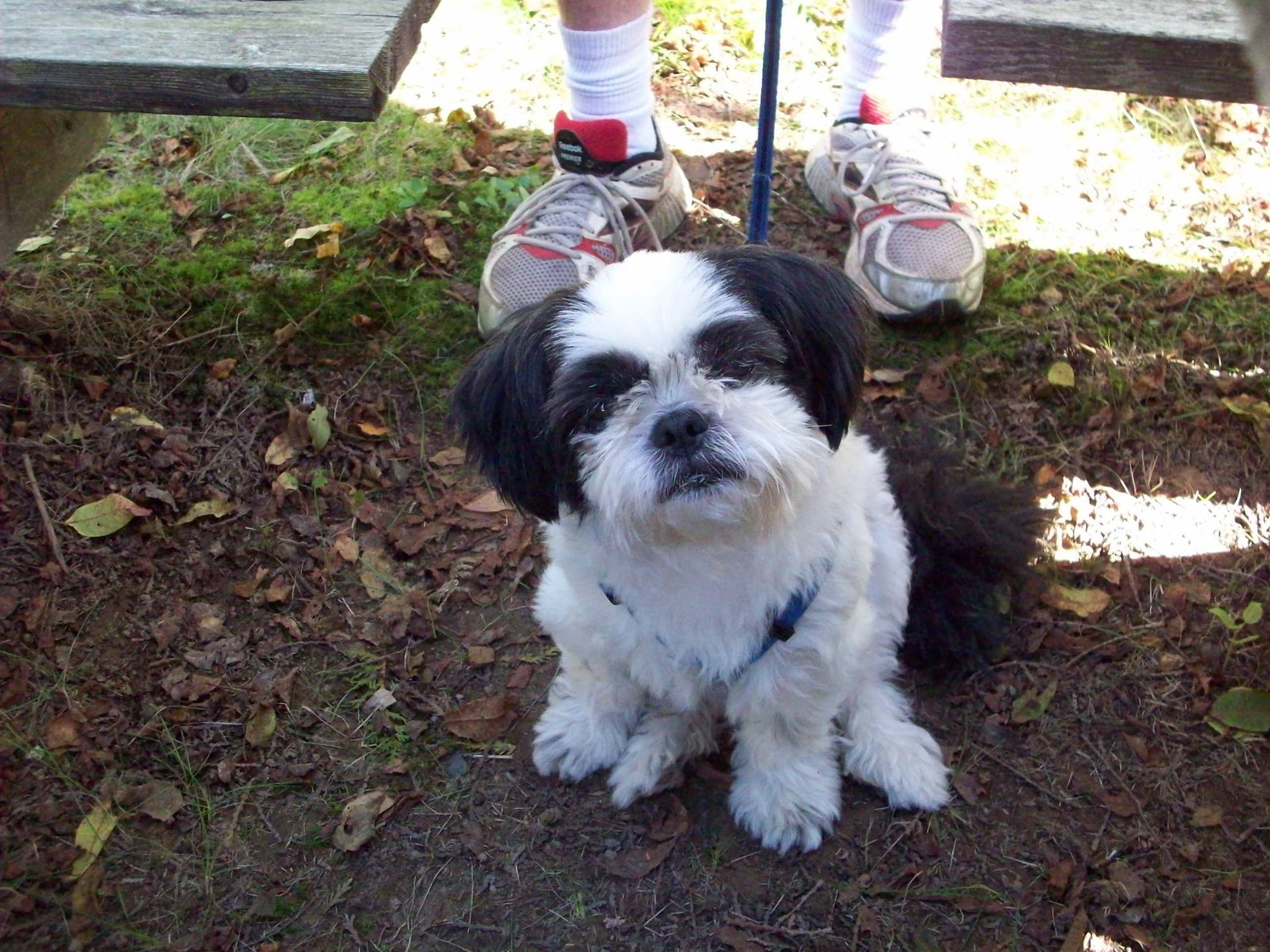 solid white shih tzu