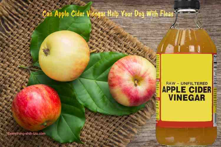 does apple cider vinegar clean dog urine