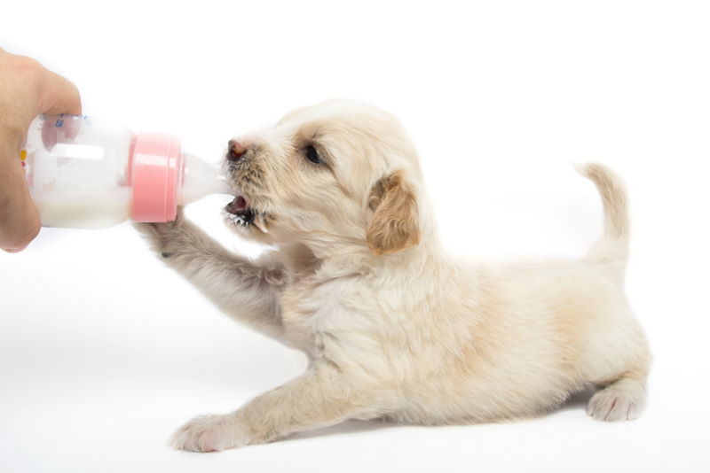 what kind of milk is good for puppies