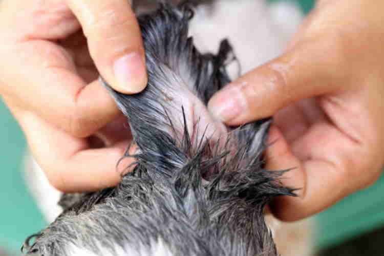 How To Clean a Shih Tzu’s Ears: How Often and What You'll Need