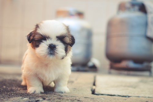imperial shih tzu puppies for sale
