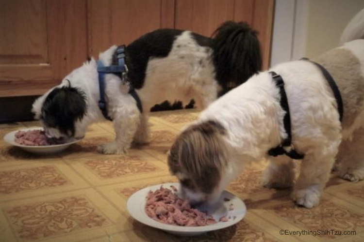 dog food for shih tzu puppy