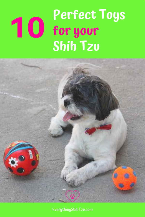 best toy for shih tzu