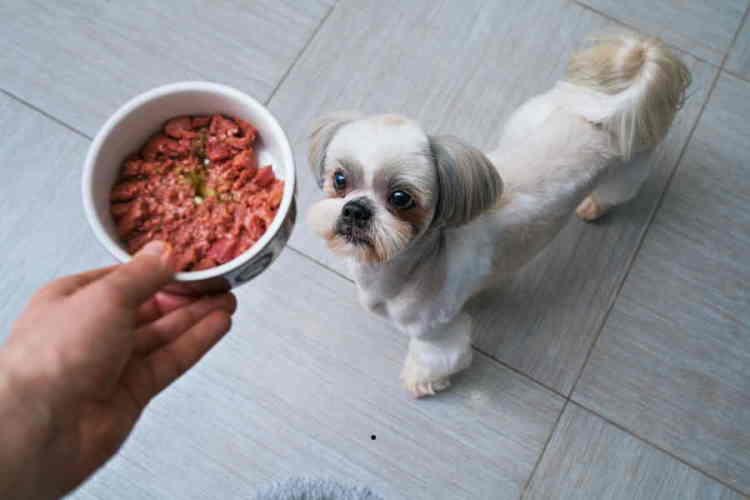 a good dog food for shih tzus