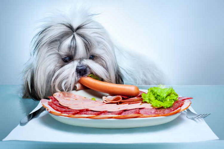 how much should a shih tzu puppy eat a day