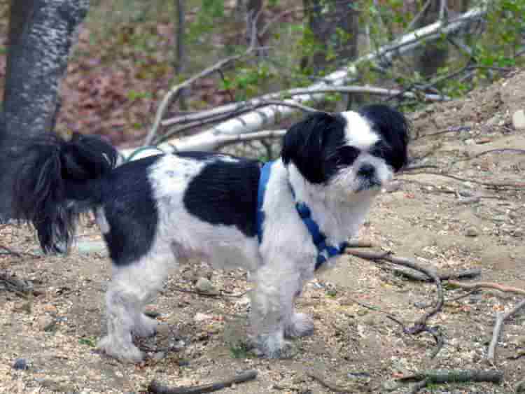 Everything You Ever Wanted To Know About The Shih Tzu Dog Breed