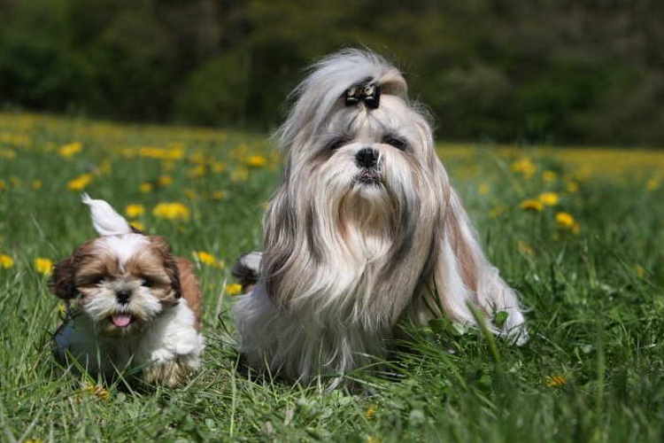 Do All Shih Tzu Have Long Hair Yes And No