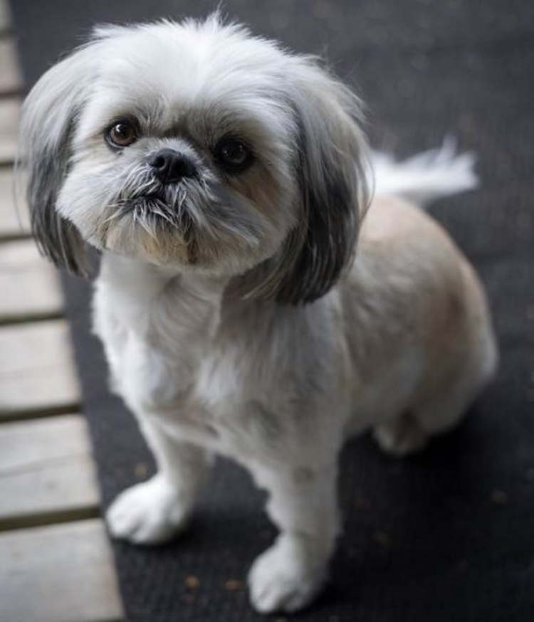 Do All Shih Tzu Have Long Hair? Yes and No