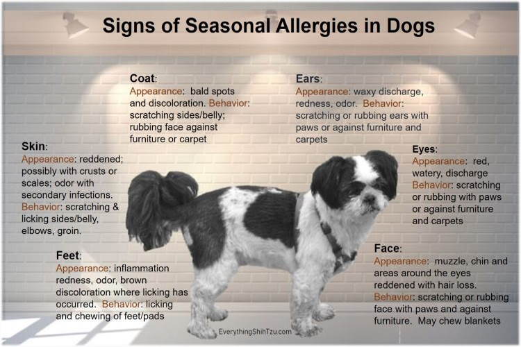 Seasonal Allergies In Dogs And What You 