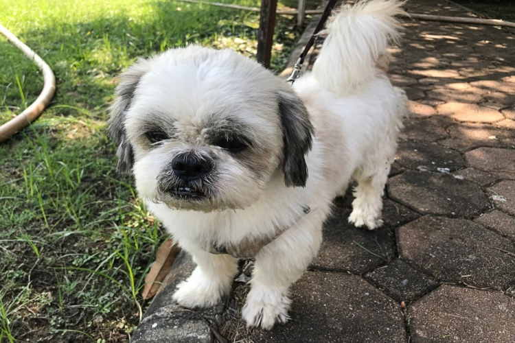 Senior Dog Care What Your Senior Shih Tzu Needs