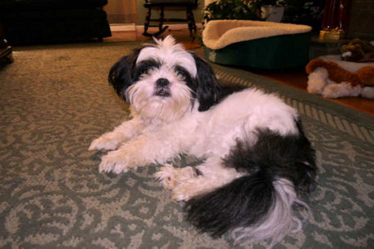 How Senior Shih Tzu Dogs Behavior Changes As They Grow Older