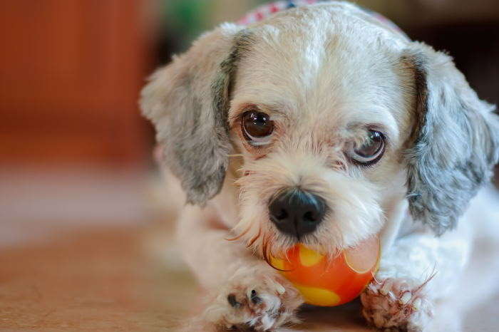 How much exercise does a Shih Tzu need? - PitPat