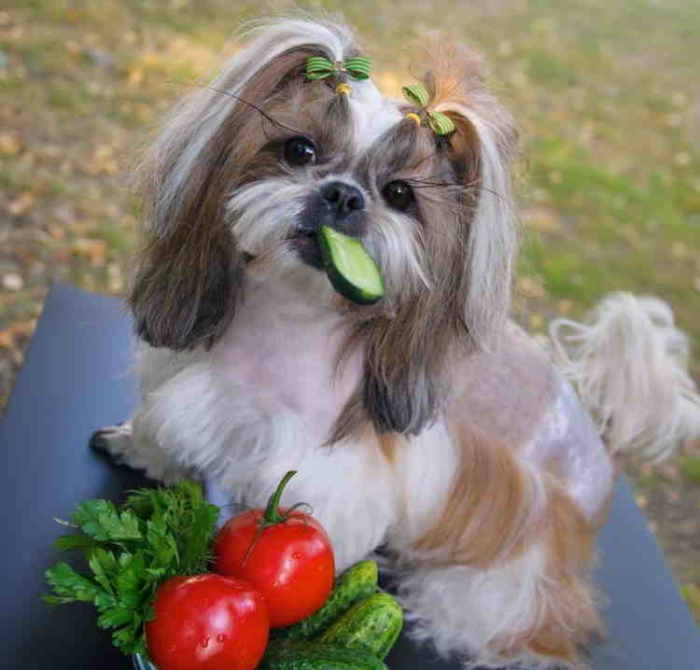 harmful food for shih tzu