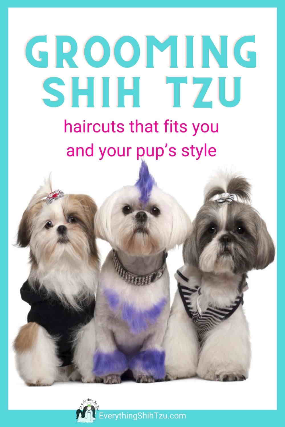 Shih Tzu Grooming - Corte de cabelo para cada personalidade