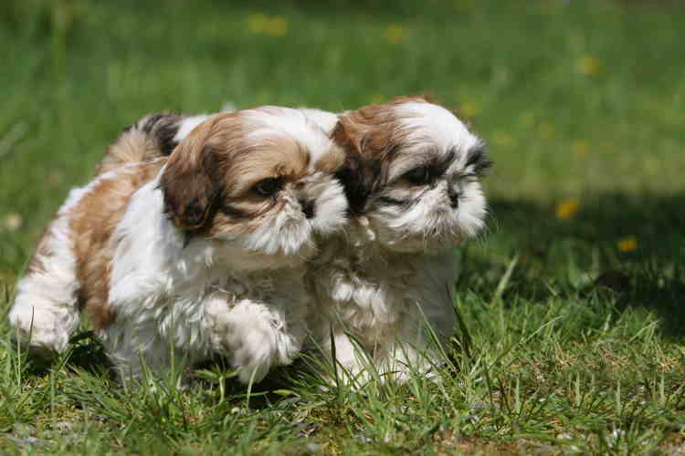 at what age does a shih tzu go into heat