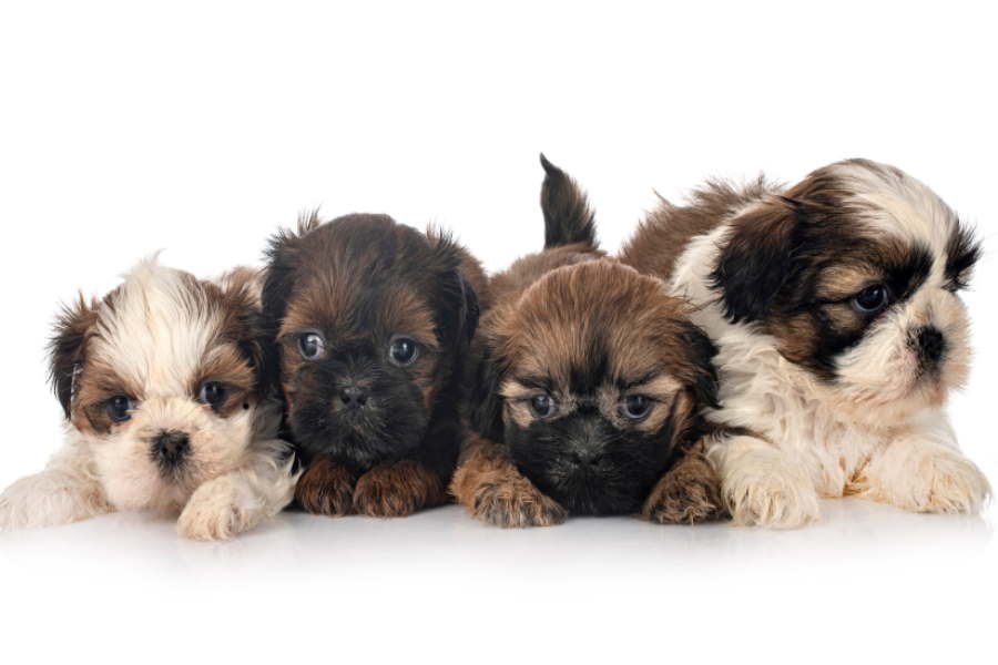 Shih Tzu Puppy In Nature Hi-res Stock Photography And Images Alamy ...