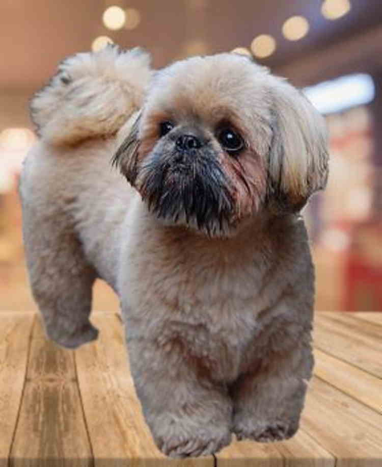 13 Best Shih Tzu Haircuts! (With Pictures) (2024) - We Love Doodles