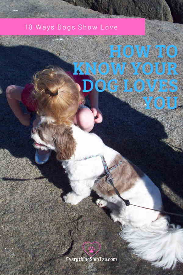what is the best way to show affection to your dog