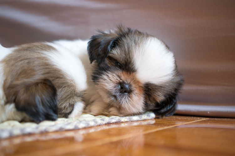 Shih tzu puppy hot sale sleeping on back