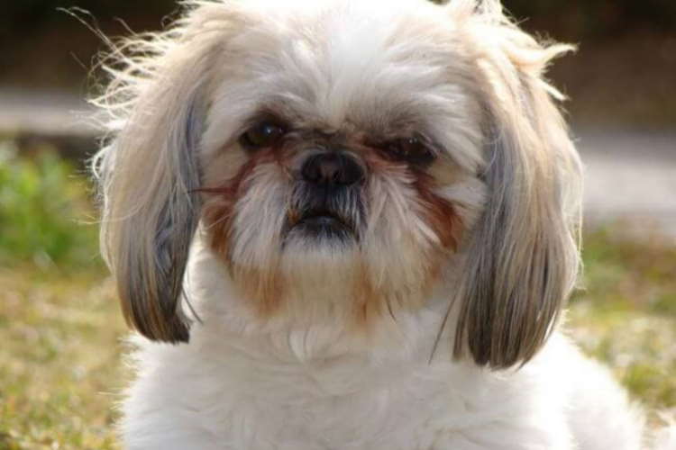 Shih Tzu Eye Problems